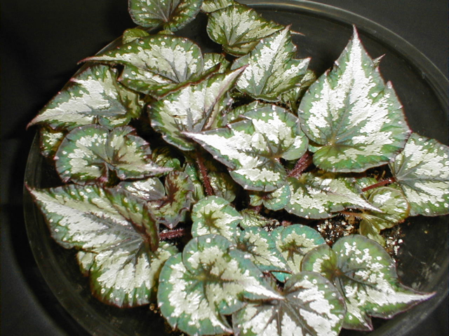 B. ‘Laura Jean Townsend’